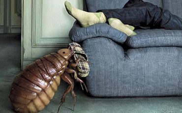 Фото использовано в качестве иллюстрации, с сайта dezinfektor.ru