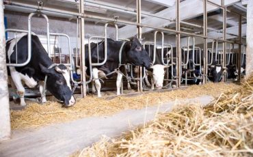 Фото использовано в качестве иллюстрации, goferma.ru