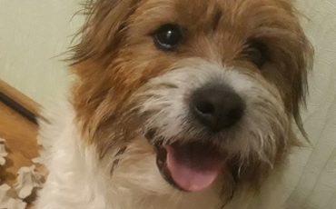 Одна из умнейших собак - Джек Рассел Терьер