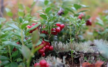 Фото: pixabay.com