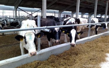 Фото используется в качестве иллюстрации