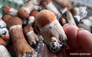 Фото из архива МП