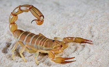 Снимок носит иллюстративный характер