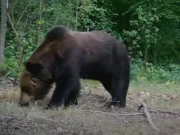 скриншот видео