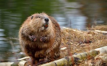 Снимок носит иллюстративный характер