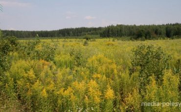 Фото из архива МП