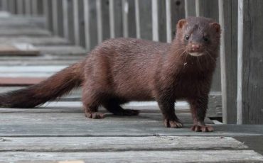 Фото использовано в качестве иллюстрации, animalreader.ru