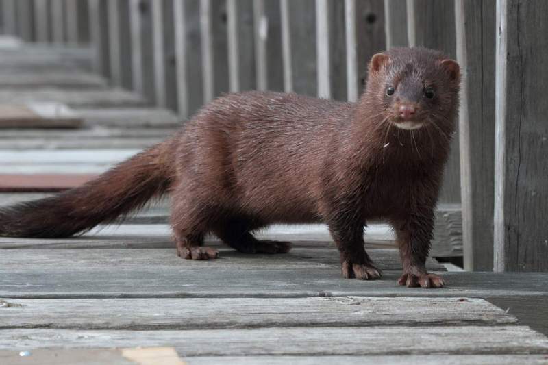 Фото использовано в качестве иллюстрации, animalreader.ru