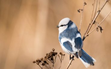 Белая синица. Фото: Андрей Шевчик, ptushki.org