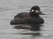 Фото Полесского аграрно-экологического института НАН Беларуси