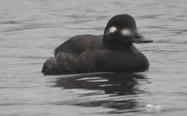Фото Полесского аграрно-экологического института НАН Беларуси