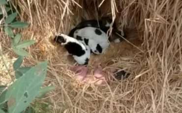 Фото Tahir Ibn Manzoor/SWNS