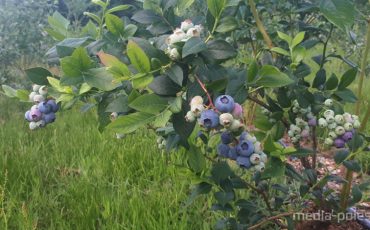 Фото из архива МП