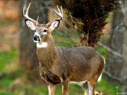 Фото использовано в качестве иллюстрации