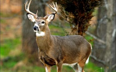 Фото использовано в качестве иллюстрации