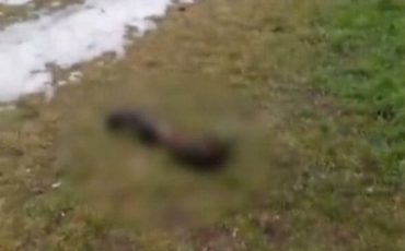 Скриншот оперативного видео