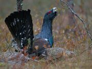 Фото использовано в качестве иллюстрации, birds-online.ru