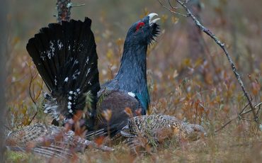 Фото использовано в качестве иллюстрации, birds-online.ru