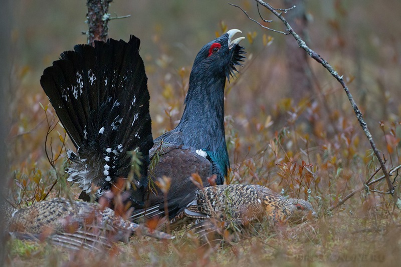 Фото использовано в качестве иллюстрации, birds-online.ru