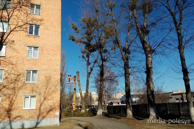 Обрезка деревьев на Рокоссовского, 19 в Пинске