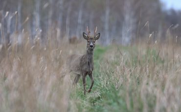 Фото Сергей Козак