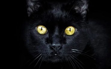 Фото: pixabay.com