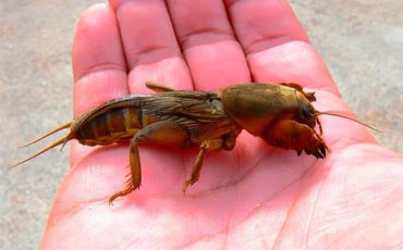 Фото rozocvet.com