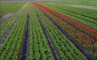 Скриншот видео