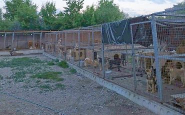 Фото из группы Zello 