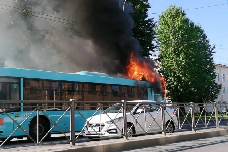 Фото использовано в качестве иллюстрации: twitter.com/Wild_SPb