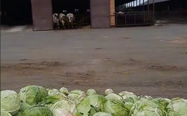 Скриншот видео