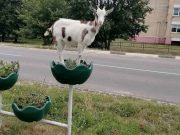 Фото из соцсетей