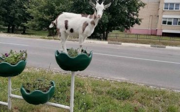 Фото из соцсетей