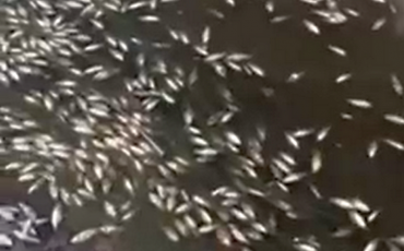 Скриншот видео