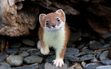 Фото simple-fauna.ru