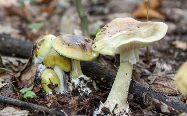 Фото использовано в качестве иллюстрации, mycology.su