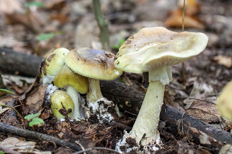 Фото использовано в качестве иллюстрации, mycology.su