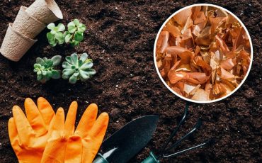 Луковая шелуха для огорода / фото ua.depositphotos.com