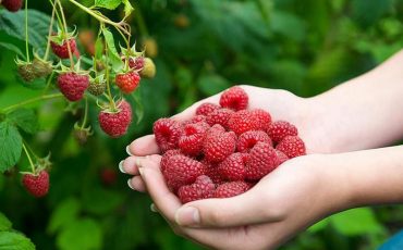 Фото использовано в качестве иллюстрации, supersadovnik.ru