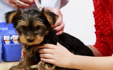 Фото использовано в качестве иллюстрации, kot-pes.com