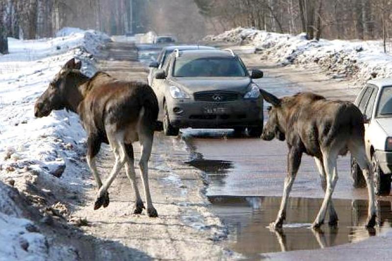 Фото использовано в качестве иллюстрации, из открытых источников