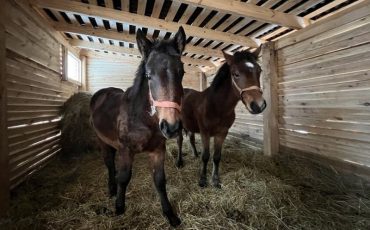 Фото сафари-парка национального парка «Припятский