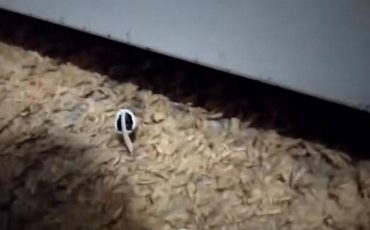 Гриб в съемной квартире в Пинске. Скриншот видео onliner.by