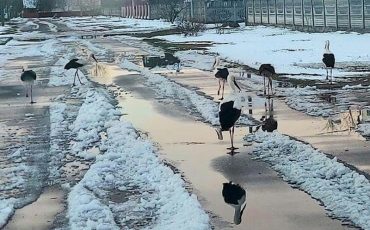 Фото из соцсетей