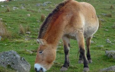 Лошадь Пржевальского. Фото: Flickr / Dunnock_D