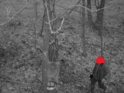 Фото Лунинецкий лесхоз