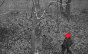 Фото Лунинецкий лесхоз