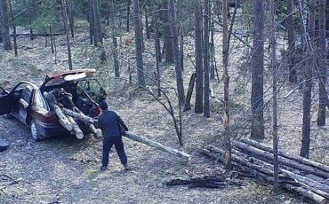 Фото Пинского лесхоза