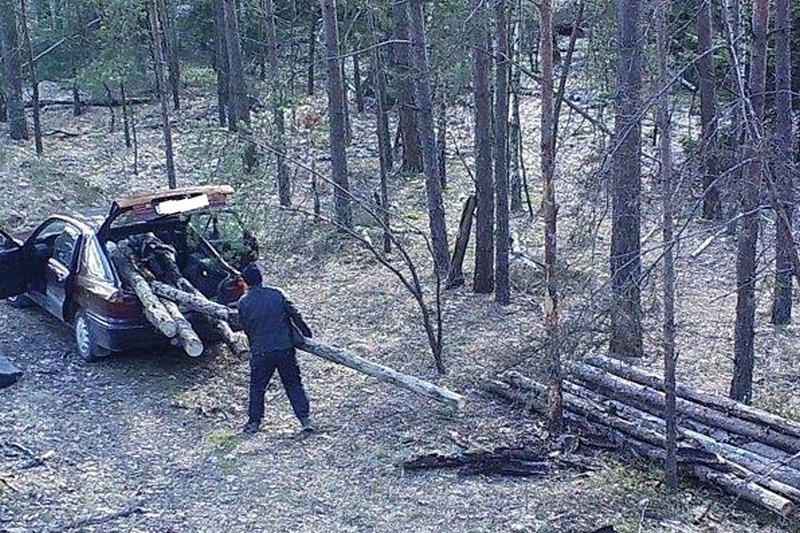 Фото Пинского лесхоза