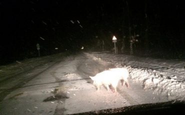 Фото очевидца